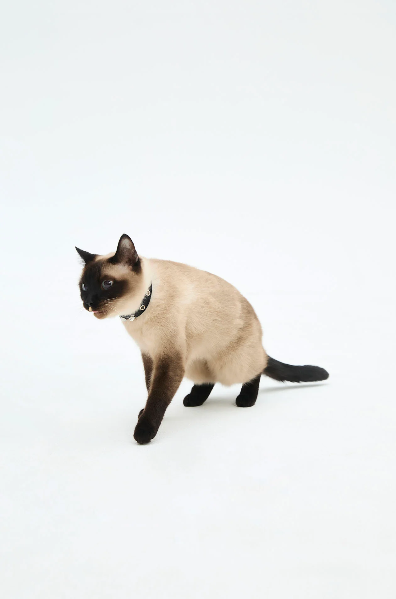 Cat Collar with Gongkan - Image 4