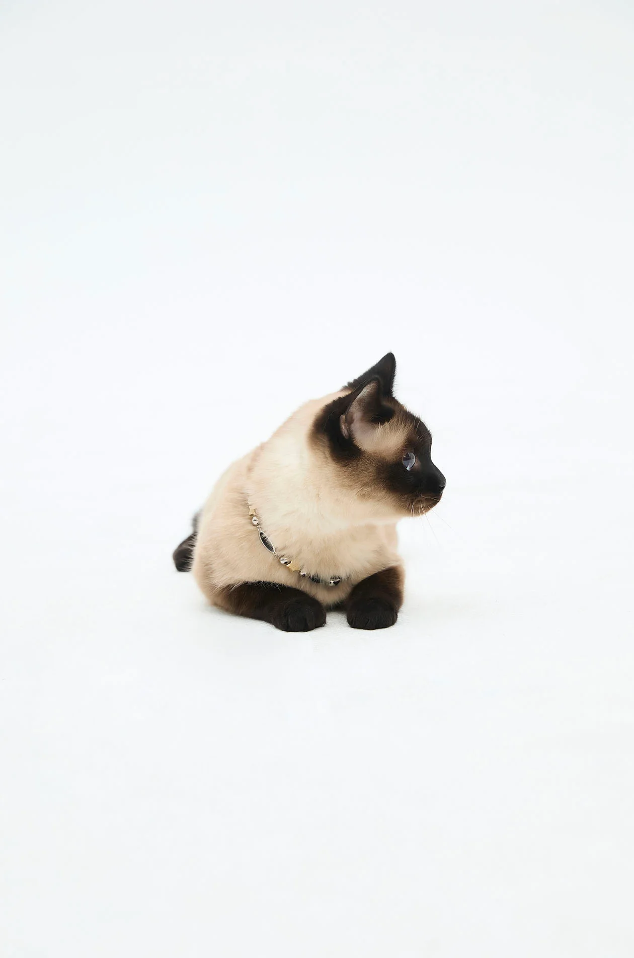 Black Pet Necklace with Gongkan - Image 3