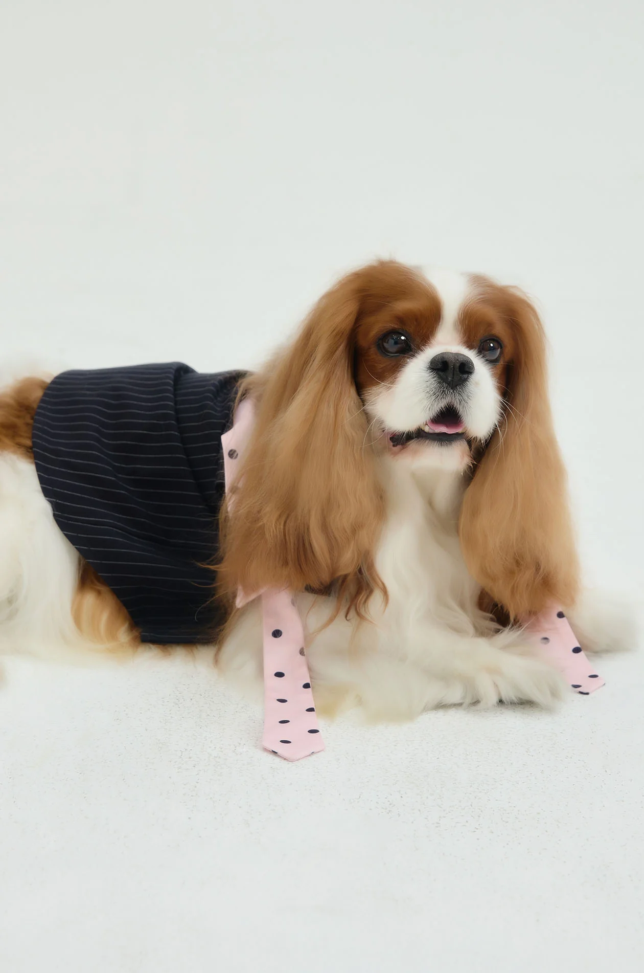 Pet Cloth with Dot Necktie - Image 3